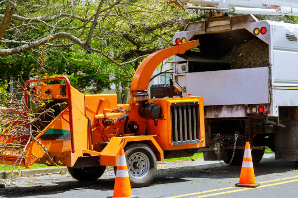 Best Tree Removal Services  in Lynn Haven, FL